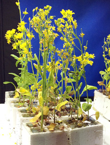 Fast plants at the end of their growing cycle (image courtesy of Fast Plants).