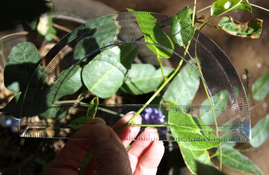 Measuring angles in the garden 1